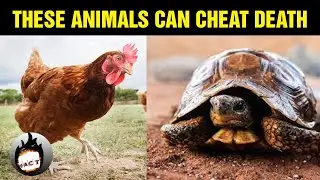 Animals can cheat Death