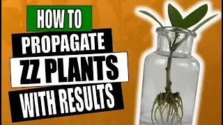 ZZ Plant Propagation - Zamioculcas Zamifolia - Houseplant Care