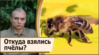 Откуда взялись пчёлы на Мидгард-Земле и куда они улетают?