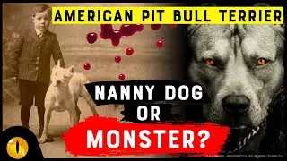 American Pit Bull Terrier: Nanny Dog? or Dangerous Monster?