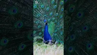 Beautiful Blue Birds | Nature's Beauty | Soothing Bird Sounds | Symphony of Serenity - No Music