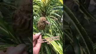 Feed a baby bird #youtube #ytshorts #foryou #help #birds #care #bird #birdrescue #nature