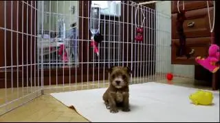 Русалки. Учимся жить.