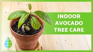 Avocado Tree in a Pot 🥑🌱 Easy Steps to Watering, Pruning & More