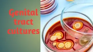 Genital tract culture |Microbiology