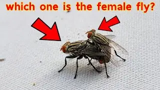 Hello, can you tell me which one is the female fly? and male fly?