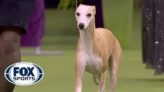 Bourbon the whippet wins Best Hound at 2020 Westminster Dog Show | FOX SPORTS