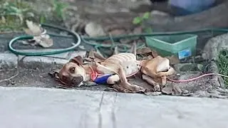 Chained and neglected her whole life, she cried when she was fed and helped