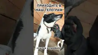 Спасибо за поддержку #приютхвостатоесчастье