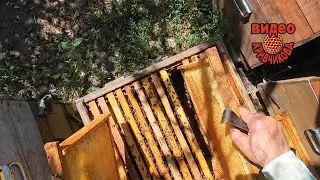 Расширение до полного объёма улья