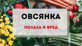 Овсянка на завтрак. Польза и вред. Когда можно есть каши? И какие?