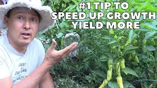 #1 Tip to Speed Up Vegetable Plant Growth & Increase Yield