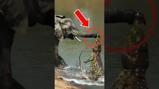 Animals That Can Mess Up Elephants💀