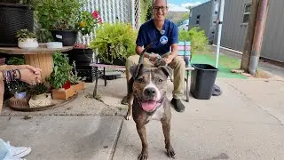 Meet the volunteers opening up their hearts to pets awaiting adoption | NBC New York