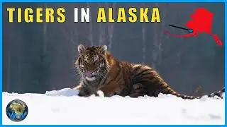 Siberian Tigers In Alaska?