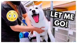 Dramatic Husky Has ANOTHER MELTDOWN at Groomers! (headphone warning)