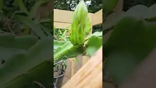 Dragon Fruit Flower Bud - Update 1: 9 days