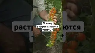 Почему растрескиваются томаты? 🍅 #сад #дача #огород #семена #томаты