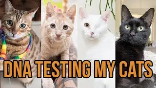 DNA Testing My Cats and Kittens!