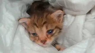 Спасение маленького котенка! Малыша бросили на улице!