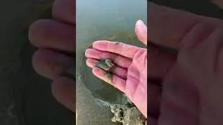 How to Find Sand Piggies 