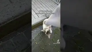 Im TOO comfortable around ANIMALS !!! #funny #tiktok #cats #animals #cat