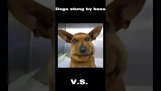 Dogs vs cats stung by bees