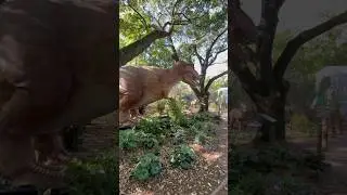 Tyrannosaur Rex at the Houston Zoo 