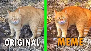 Go London Original Vs Meme | I Will Go London Cat meme