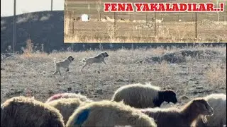 KOYUNLARDA İLK GÜN..! KÖPEKLER ORTALIĞI YIKTILAR. İLK GÜNDEN KÖPEKLER ARASINDA MÜCADELE BAŞLADI.