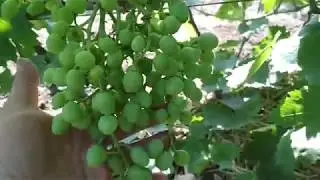 Осыпание ягод после цветения - что делать с кустами.