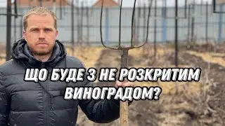 Виноград в умовах війни. Якщо виноград не розкрити, що буде.