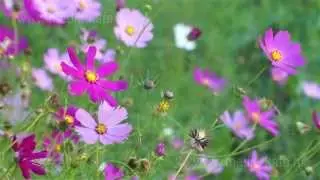 Цветущие космеи 01