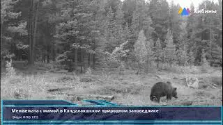 Хибины.com: В Кандалакше в фотоловушку попала медведица с тремя медвежатами