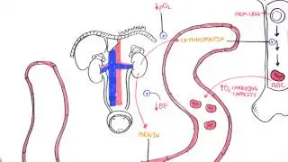 Endocrinology - Renal Hormones