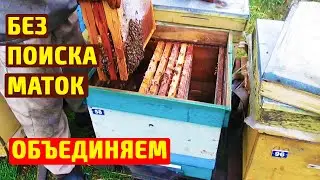 Объединение пчелиных семей Осенью Очень простой способ