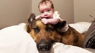Forget Babysitters, German Shepherd Have Got You Covered! ❤️