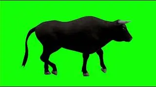 Green Screen bull dark Haired and Light Walking - Footage PixelBoom