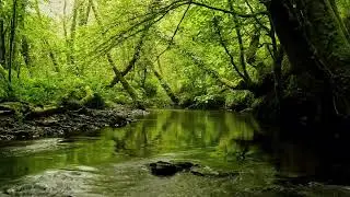 BEAUTIFUL FOREST SOUNDS, CALMING RIVER SOUNDS, FOREST BIRDSONG, NATURES MUSIC, ASMR