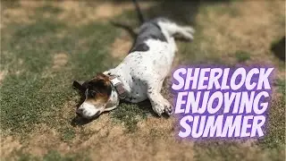 Basset enjoying Summer - Sherlock The Basset Hound