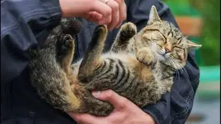 - Не отдам! Сама лови для себя кошку! - мужчина схватил кисочку и прижал к себе...