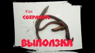 КАК сохранить ВЫПОЛЗКА .ХРАНЕНИЕ ВЫПОЛЗКА МИФЫ и РЕАЛЬНОСТЬ.ВЫПОЛЗОК лучшая приманка для ловли СОМА.