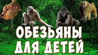 Обезьяны для детей | Учим обезьян | Развивающее видео | Карточки Домана