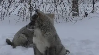 щенки западно-сибирской лайки