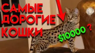 ТОП 10 САМЫХ ДОРОГИХ КОШЕК | САМЫЕ ДОРОГИЕ КОТЫ И КОШКИ