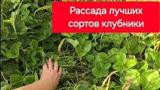 Рассада лучших сортов клубники Мальвина Роксана Азия Альба