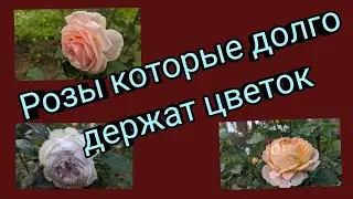 Розы которые долго держат цветок. Тридцать четыре сорта.