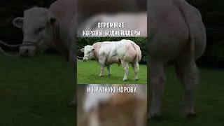 Это Самые СИЛЬНЫЕ Коровы в Мире 