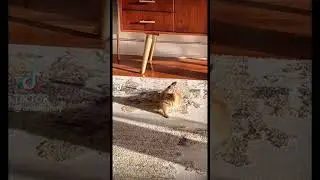 Доброе утро 