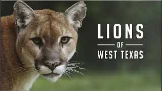 Lions of West Texas